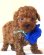 画像1: NO.1025　　青のリボン　　飼い主決定　　　　　　母　カスミ (1)