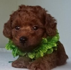 画像1:    NO.1117   5/27　クレラちゃん赤ちゃん生まれました　 オス　　緑　　飼い主決定
