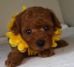 画像1: NO.1134　黄のリボン　　母　キクミ　　　飼い主決定