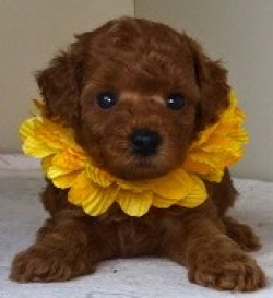 画像5: NO.1134　黄のリボン　　母　キクミ　　　飼い主決定