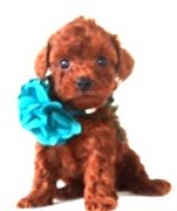 NO.1147　カナリヤの赤ちゃん　オス　緑   飼い主決定