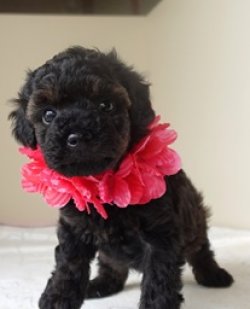 画像1: チャァミーちゃん生まれました  　飼い主決定