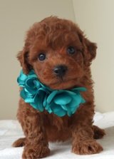 キクミチャンの子　オス　緑　　　　飼い主決定