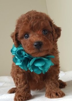 画像1: キクミチャンの子　オス　緑　　　　飼い主決定