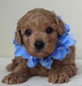 リンゴちゃんの赤ちゃん生まれました　オス　青