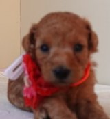 　チャアミ―ちゃんの赤ちゃん　　赤　　メス 