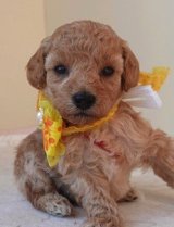 　チャアミ―ちゃんの赤ちゃん　　オス　パープル