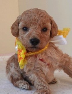 画像1: 　チャアミ―ちゃんの赤ちゃん　　オス　パープル