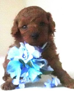 画像1: リコちゃん赤ちゃん生まれました