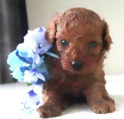 画像2: リコちゃん赤ちゃん生まれました