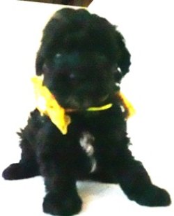 画像2: 　チャアミ―ちゃんの赤ちゃん　ブラック　オス　　黄　　