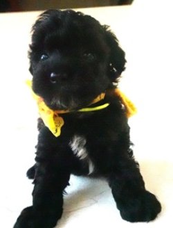 画像3: 　チャアミ―ちゃんの赤ちゃん　ブラック　オス　　黄　　