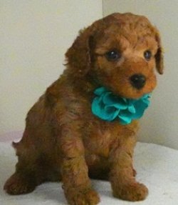 画像3: リコちゃん赤ちゃん生まれました