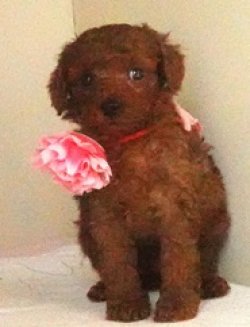 画像2: リコちゃん赤ちゃん生まれました　　メス