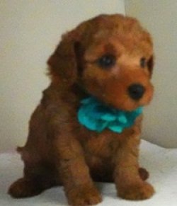 画像2: リコちゃん赤ちゃん生まれました