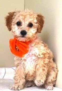 画像2: 　チャアミ―ちゃんの赤ちゃん　　赤　　メス 