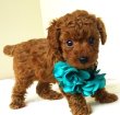 画像5: NO.94５　　緑のリボン　　　母　　アンズ　飼い主決定　　6/19　お写真　動画差し替えました