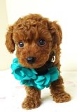 画像1: NO.94５　　緑のリボン　　　母　　アンズ　飼い主決定　　6/19　お写真　動画差し替えました