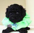 画像1:  NO.982　 　黄緑のリボン　　　母　　ビビりー　飼い主決定　　超超絶品　　　