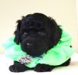 画像3:  NO.982　 　黄緑のリボン　　　母　　ビビりー　飼い主決定　　超超絶品　　　