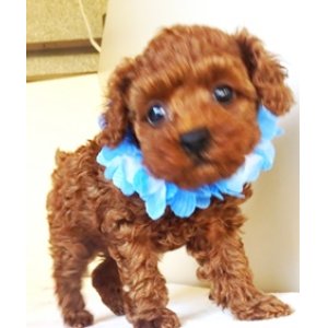 画像: NO.1032　　青のリボン　　飼い主決定　　　超超絶品　小振り　　