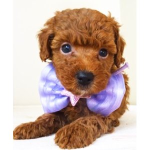 画像: NO.1034　　パープルのリボン　　母　　チョコ　　　飼い主決定