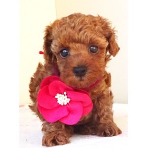 画像: NO.1039　　赤のリボン　　　母　　エリカ様　　　飼い主決定