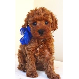 画像: NO.1038　　青のリボン　　　　母　　エリカ様　　飼い主決定