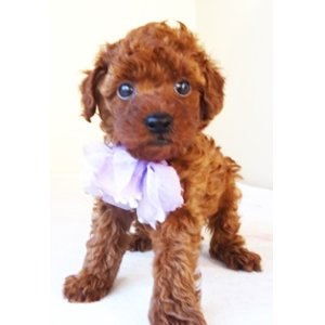 画像: NO.1037　　パープルのリボン　　母　　エリカ様　　飼い主決定　　　　　　　　　　
