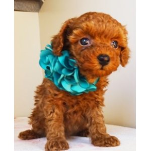 画像: NO.1041　　緑のリボン　　　母　　アスカ　　飼い主決定　12/22　　お写真　動画　差し替えました