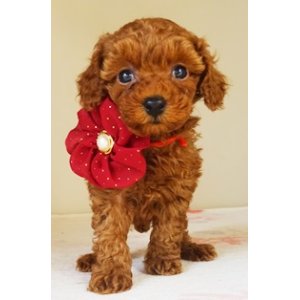 画像: NO.1042　　赤のリボン　　　母　　アスカ　飼い主決定　　　12/22　　お写真　動画差し替えました