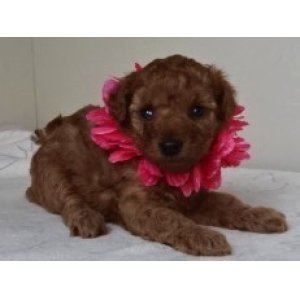 画像: マリモちゃん　赤ちゃん生まれました　　赤のリボン  飼い主決定