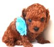 画像4: NO.1151　青のリボン  　　アカリちゃん　オス　青  飼い主決定