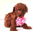 画像3: NO.1149　ピンクのリボン　　カナリヤの赤ちゃん　めす　　買主決定