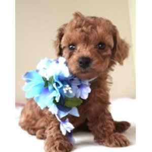 画像: O.1148　　青のリボン　カナリヤの赤ちゃん　オス 