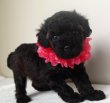 画像3: チャァミーちゃん生まれました  　飼い主決定
