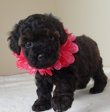 画像2: チャァミーちゃん生まれました  　飼い主決定