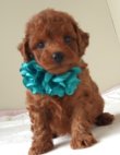 画像6: キクミチャンの子　オス　緑　　　　飼い主決定