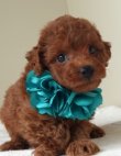 画像3: キクミチャンの子　オス　緑　　　　飼い主決定