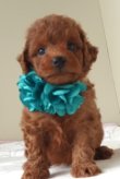 画像5: キクミチャンの子　オス　緑　　　　飼い主決定