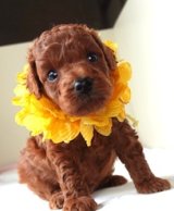 画像: リンゴちゃんの赤ちゃん生まれました　オス　黄