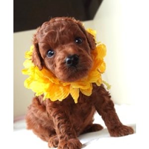 画像: リンゴちゃんの赤ちゃん生まれました　オス　黄