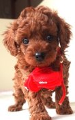 画像1: 生まれました 　　エリカちゃん　メス            飼い主決定