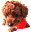 画像2: 生まれました 　　エリカちゃん　メス            飼い主決定