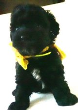 画像: 　チャアミ―ちゃんの赤ちゃん　ブラック　オス　　黄　　