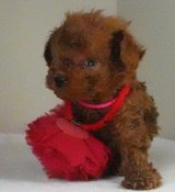 画像: リコちゃん赤ちゃん生まれました　　メス   非売犬