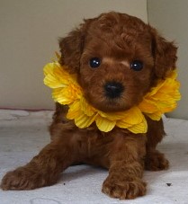 画像3: NO.1134　黄のリボン　　母　キクミ　　　飼い主決定