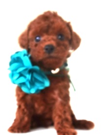 画像4: NO.1147　カナリヤの赤ちゃん　オス　緑   飼い主決定