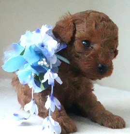 画像3: リコちゃん赤ちゃん生まれました