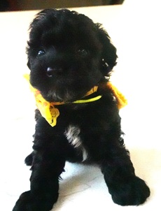 画像3: 　チャアミ―ちゃんの赤ちゃん　ブラック　オス　　黄　　